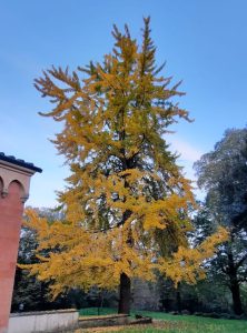 Pianta di Ginkgo Biloba in autunno