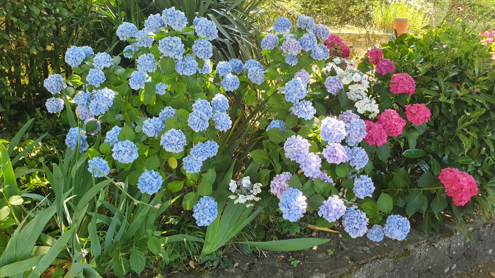 ortensie blu